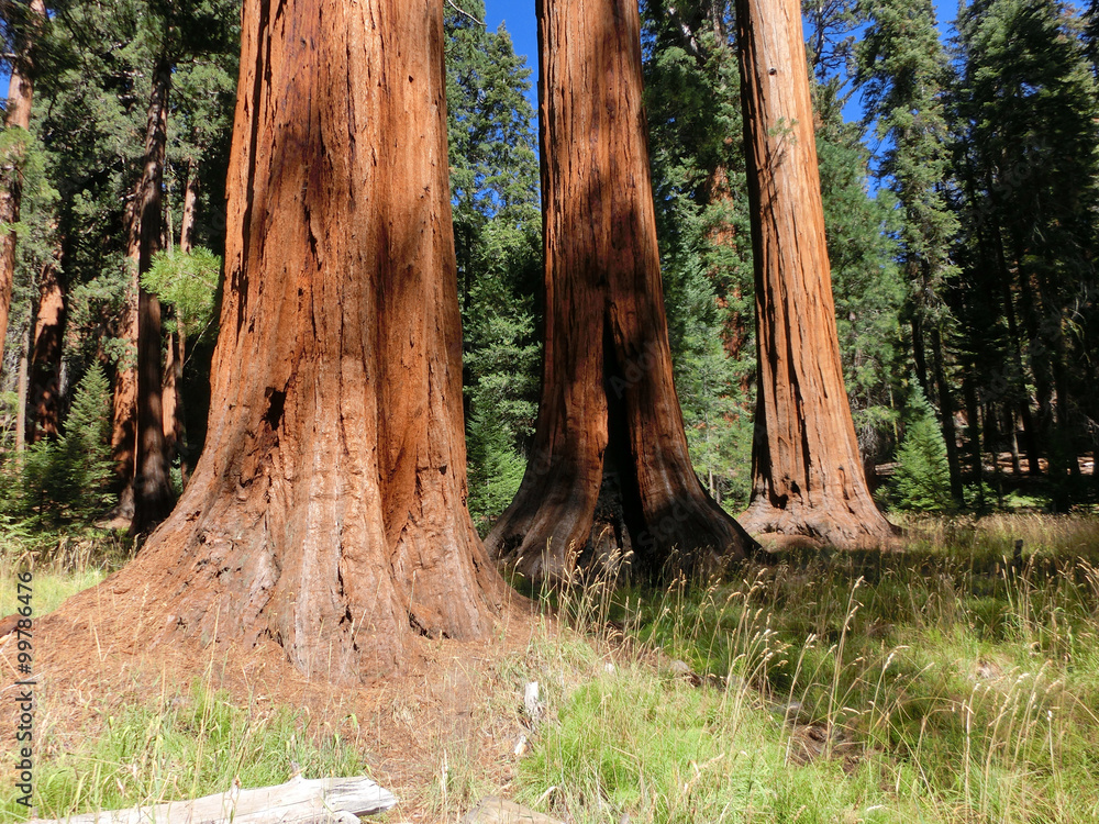 Fototapeta premium Giant redwood trees in Sequoia National Park