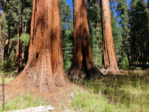 Giant redwood trees in Sequoia National Park
