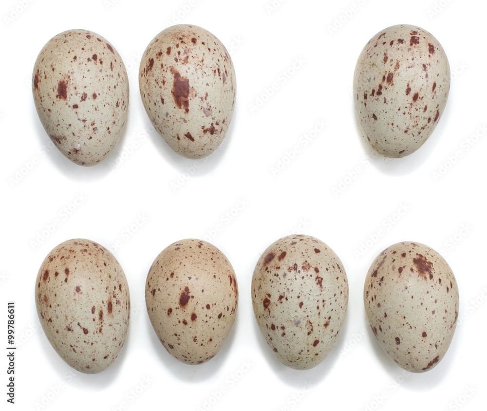 Gallinula chloropus. The eggs of the Moorhen in front of white b