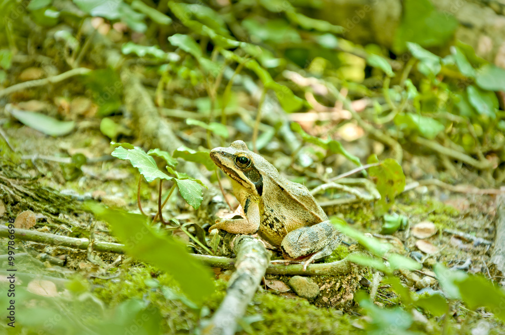 rana dalmatina - 3590