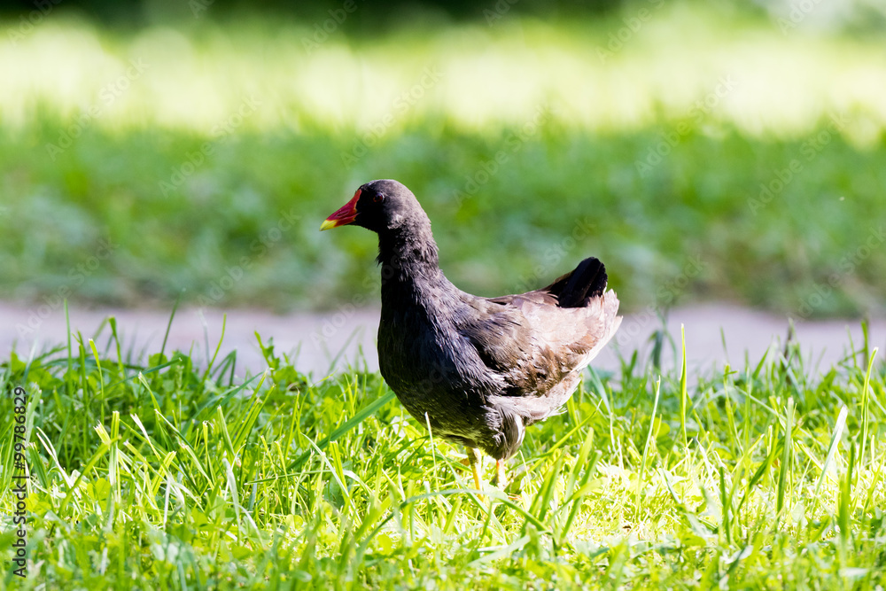 Fototapeta premium Moorhen (Gallinula chloropus)