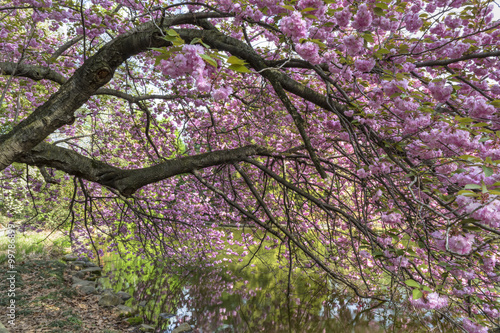 Wallpaper Mural Cherry Branches Reflected Torontodigital.ca
