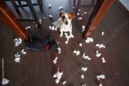 Fototapeta Naklejka Na Ścianę i Meble -  Pampering dogs