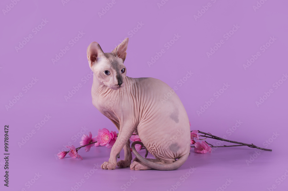 Sphinx on the background of purple isolated