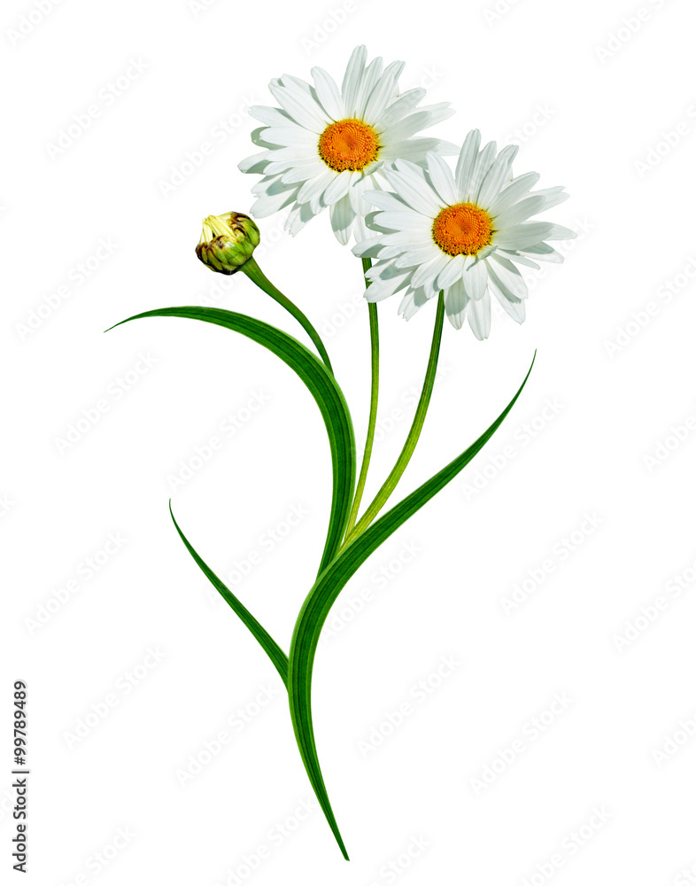 daisies summer white flower isolated on white background daisies summer white flower isolated on white background