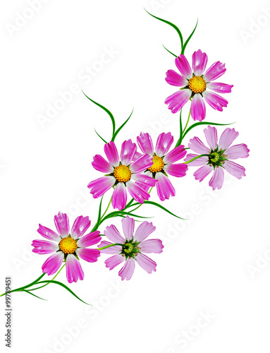 Cosmos flowers isolated on white background