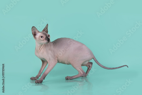 Sphinx on blue background isolated