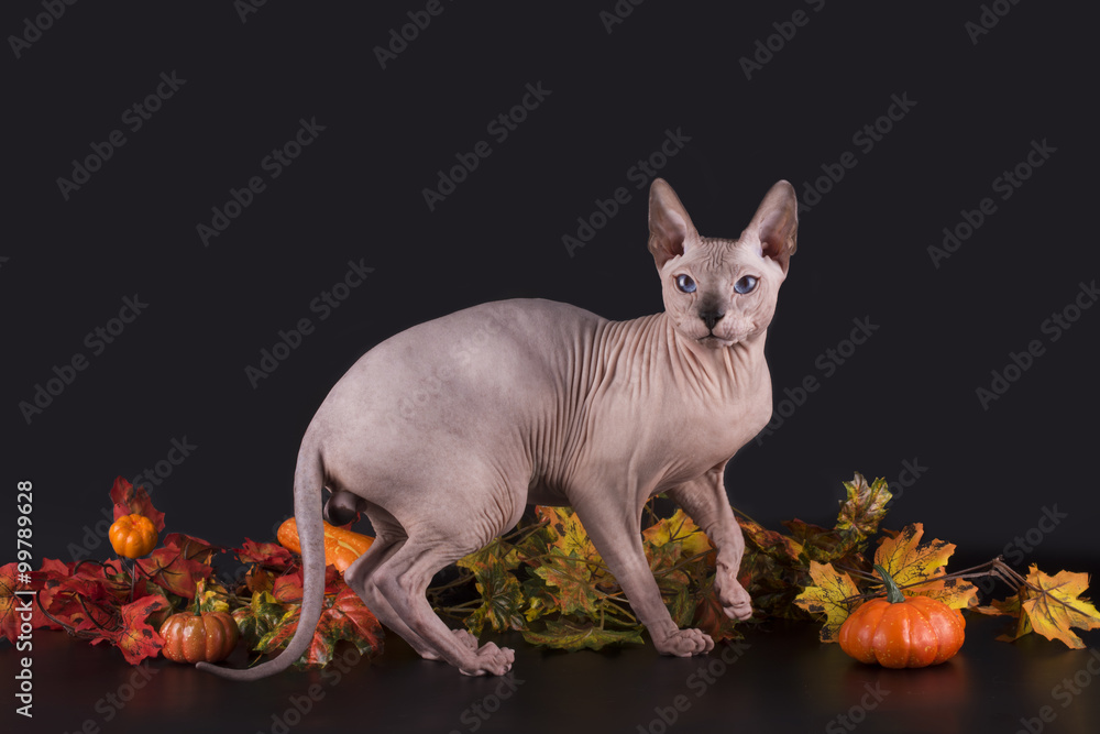 Sphinx and autumn leaves on a black background isolated
