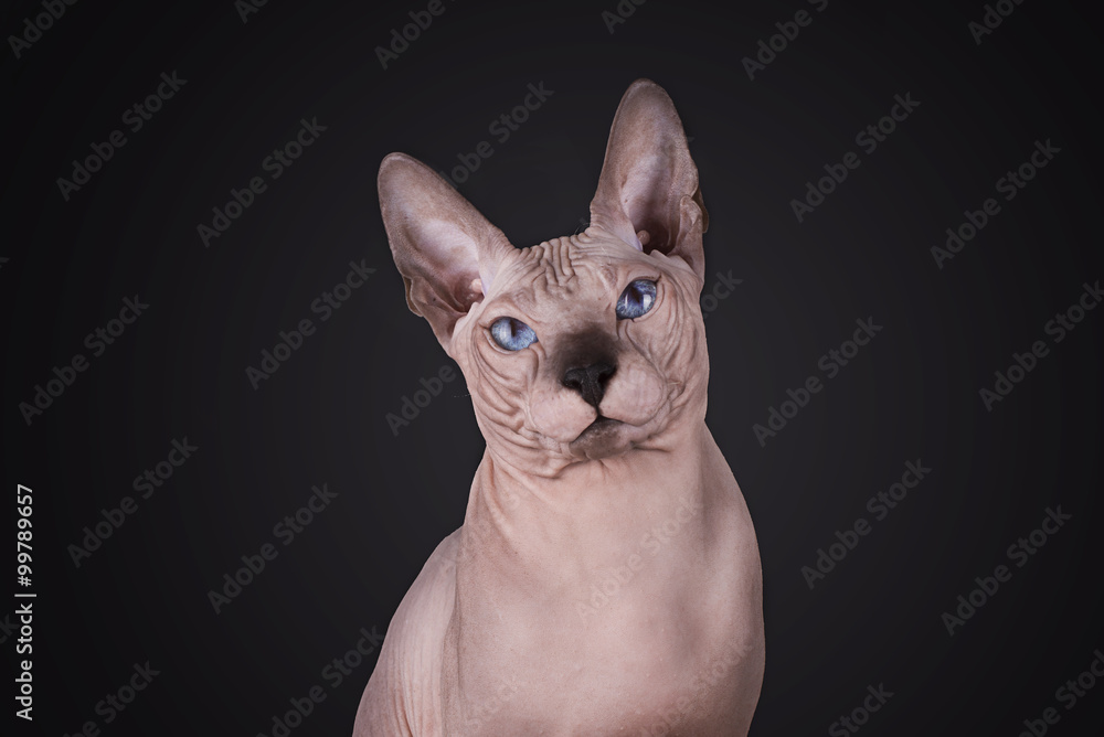 Sphinx isolated on a black background