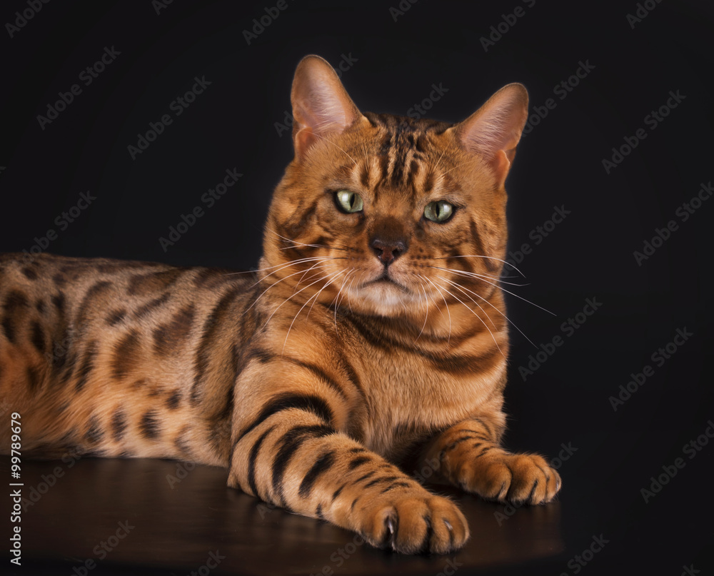 Golden Bengal cat on a black background isolated