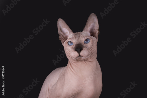 Sphinx isolated on a black background