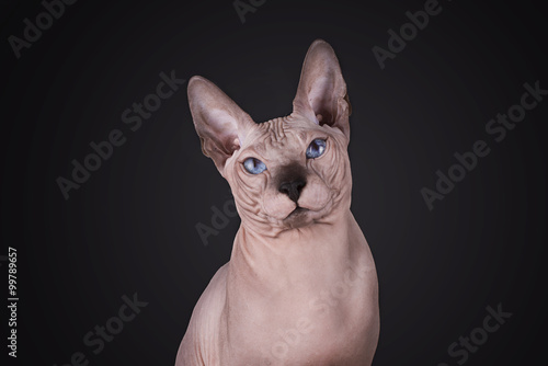 Sphinx isolated on a black background