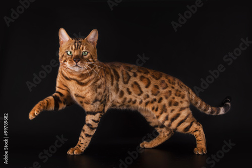 Fototapeta Naklejka Na Ścianę i Meble -  Golden Bengal cat on a black background isolated