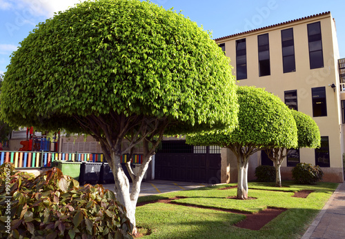 Round shaped ficus trees growing in the park in Los Cristianos, Tenerife,Canary Islands. photo