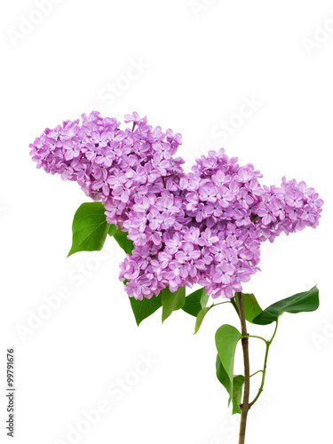 Lilac flower isolated on white background - Syringa vulgaris