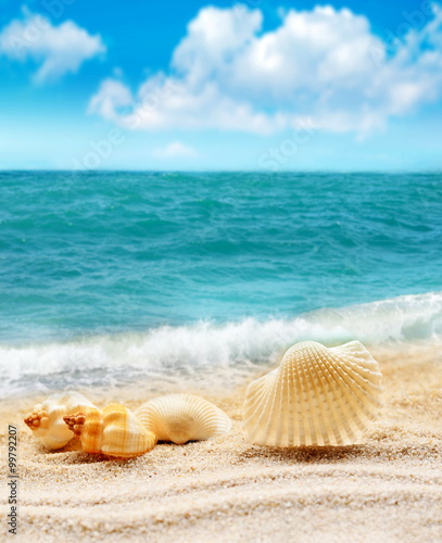 Summer beach. Seashell, ocean and sky.