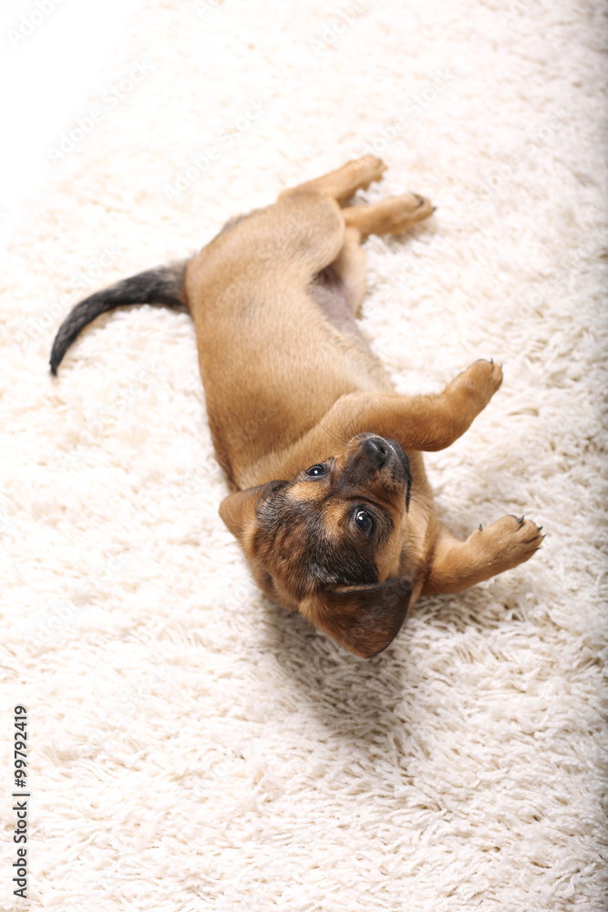 Cute puppy lying on carpet at home Cute puppy lying on carpet at home