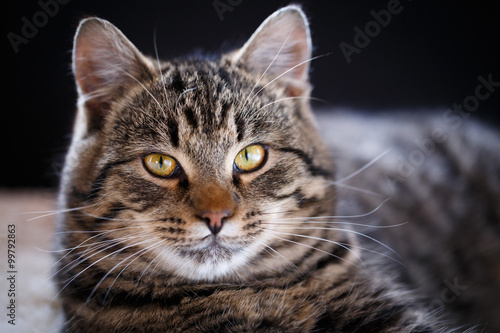 Tabby cat close up, selective focus © Lubos Chlubny