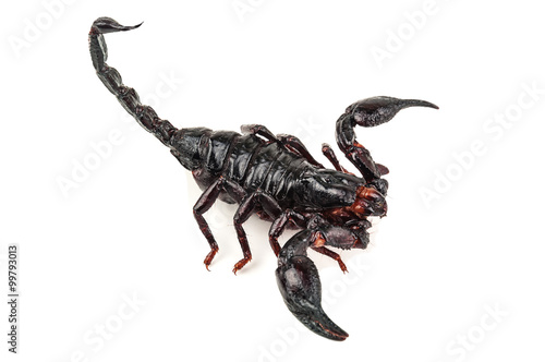 isolated black scorpion