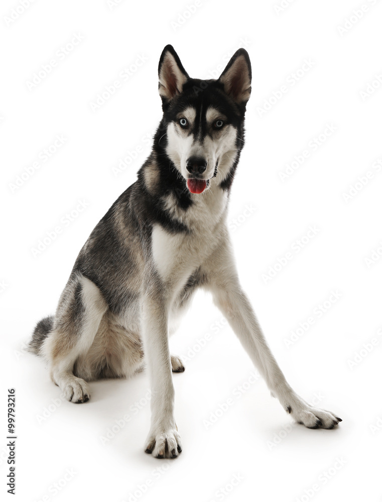 Fototapeta premium Siberian Husky sitting, isolated on white