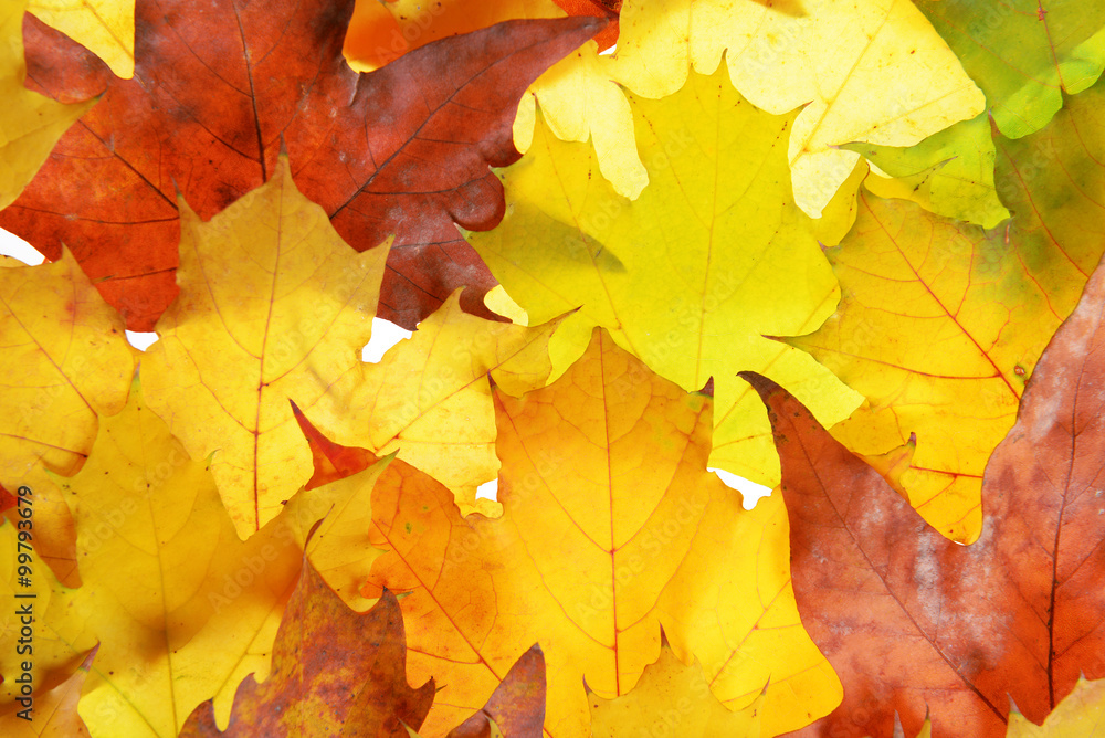 Autumn leaves, close-up Autumn leaves, close-up
