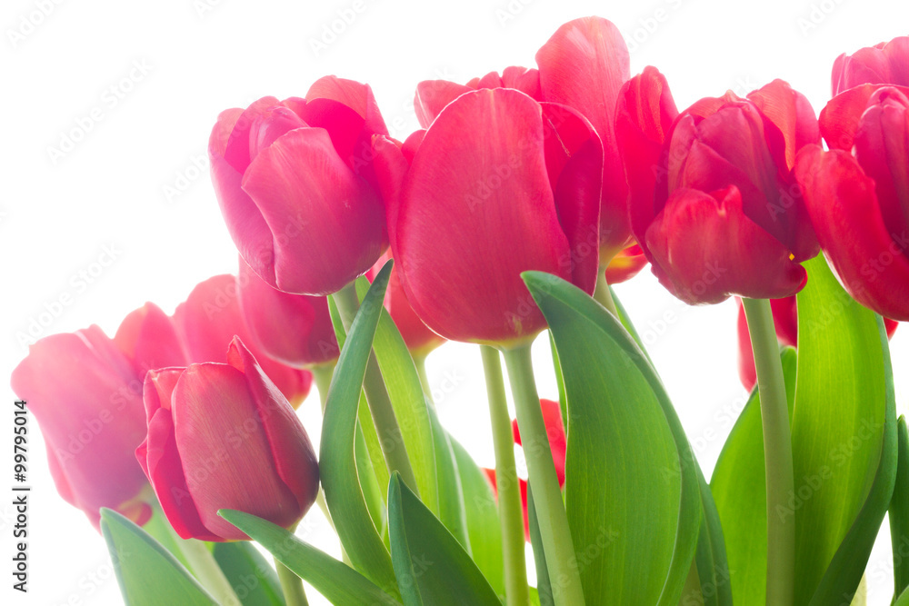 Fototapeta premium fresh red tulip flowers
