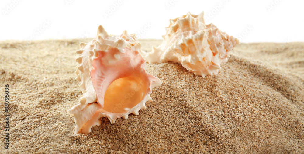 Sea shells on sand isolated on white background Sea shells on sand isolated on white background