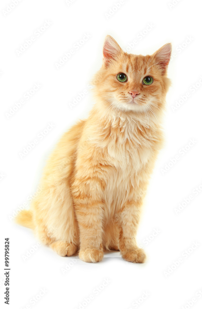 Fluffy red cat isolated on white background Fluffy red cat isolated on white background