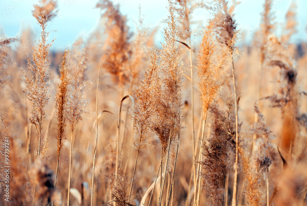 Fototapeta premium Dry reed. Abstract natural background.