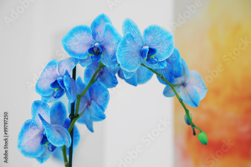 Beautiful blossoming branch of a blue orchid is close up against blurred background