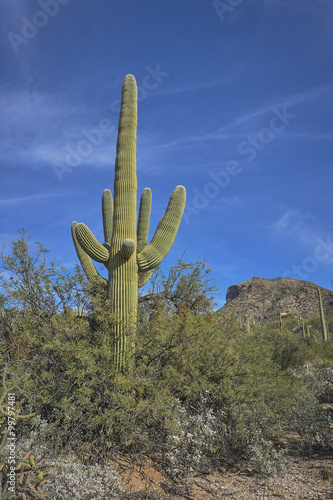 Desert Cactus in Tucson, Arizona