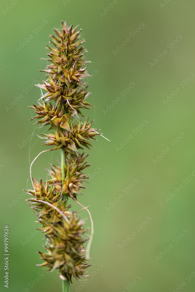 False fox-sedge (Carex otrubae). A frequent coastal flower in the family Cyperaceae, in fruit
False fox-sedge (Carex otrubae). A frequent coastal flower in the family Cyperaceae, in fruit