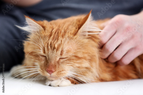 Man's hand holding a fluffy red cat