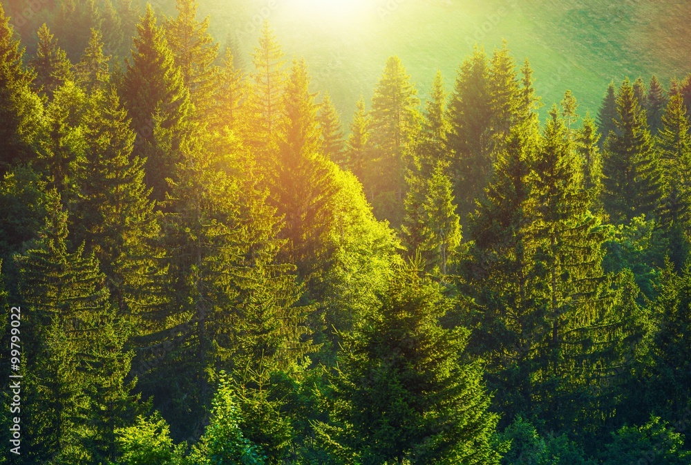 Obraz premium Lato w alpejskim lesie