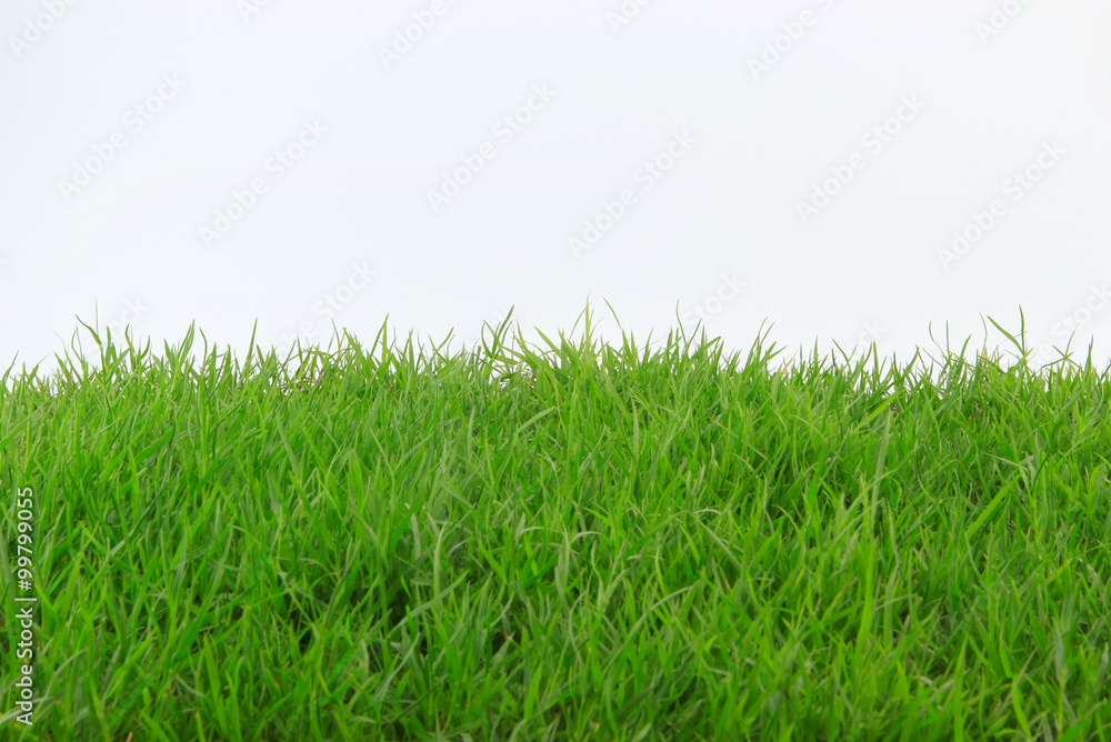 Grass isolated on white background. Grass isolated on white background.