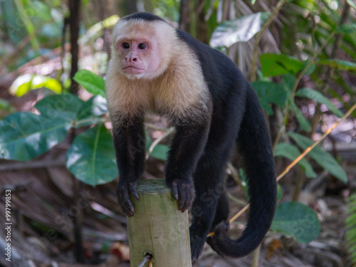 Bilde på lerret capuchin monkey