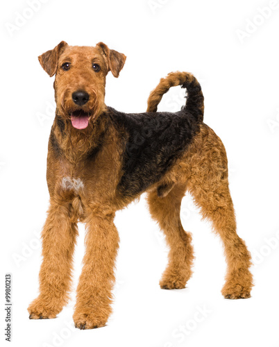 Konstfotografi Dog on white background