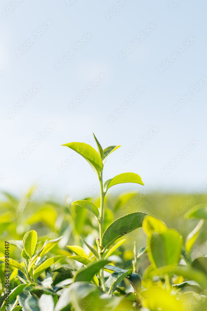Tea tree leaf Tea tree leaf