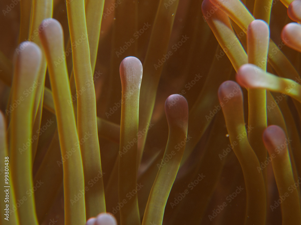 Full Frame Shot Of Soft Coral Full Frame Shot Of Soft Coral