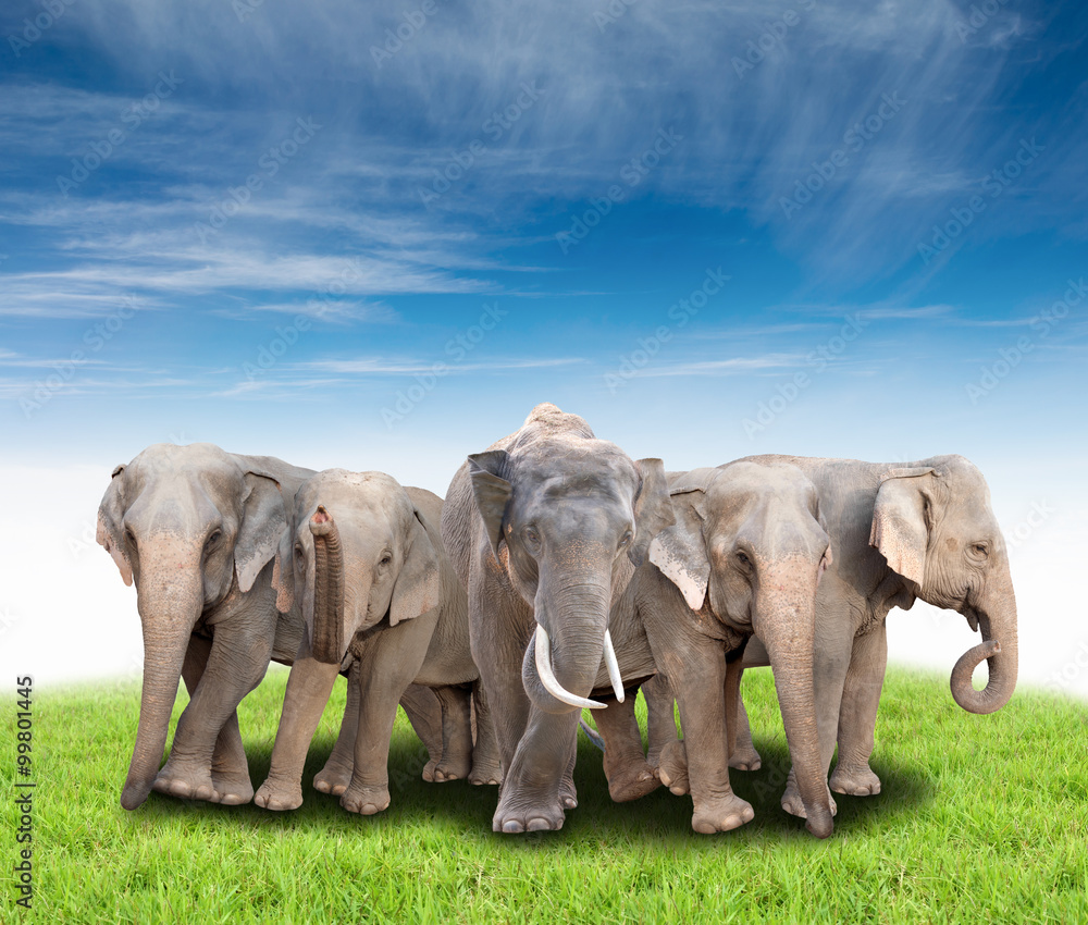 Fototapeta premium group of asia elephant