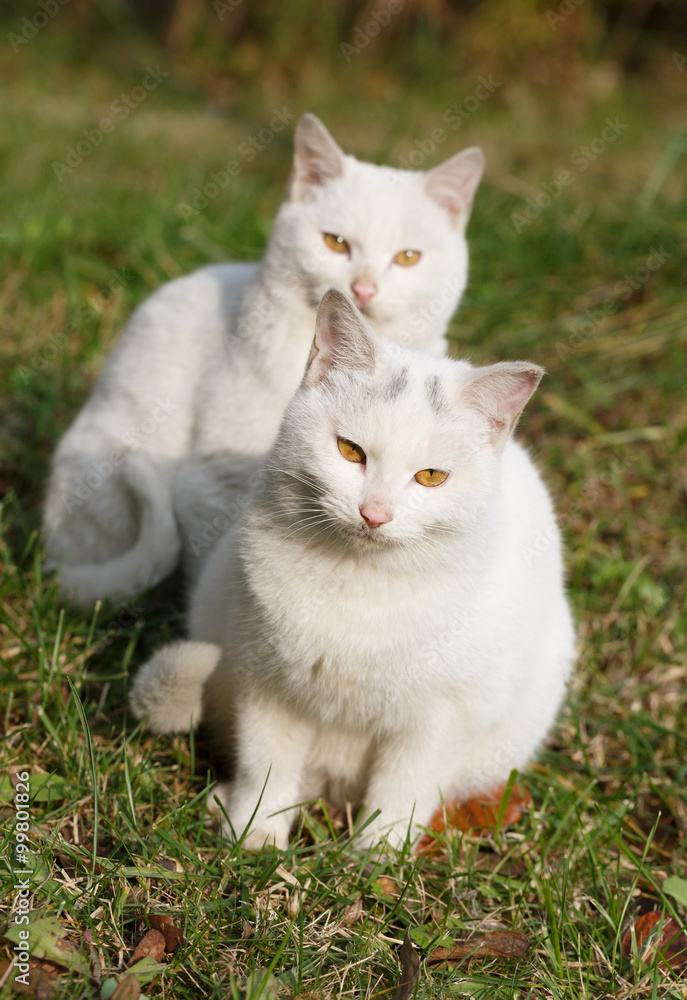 Two  white cats