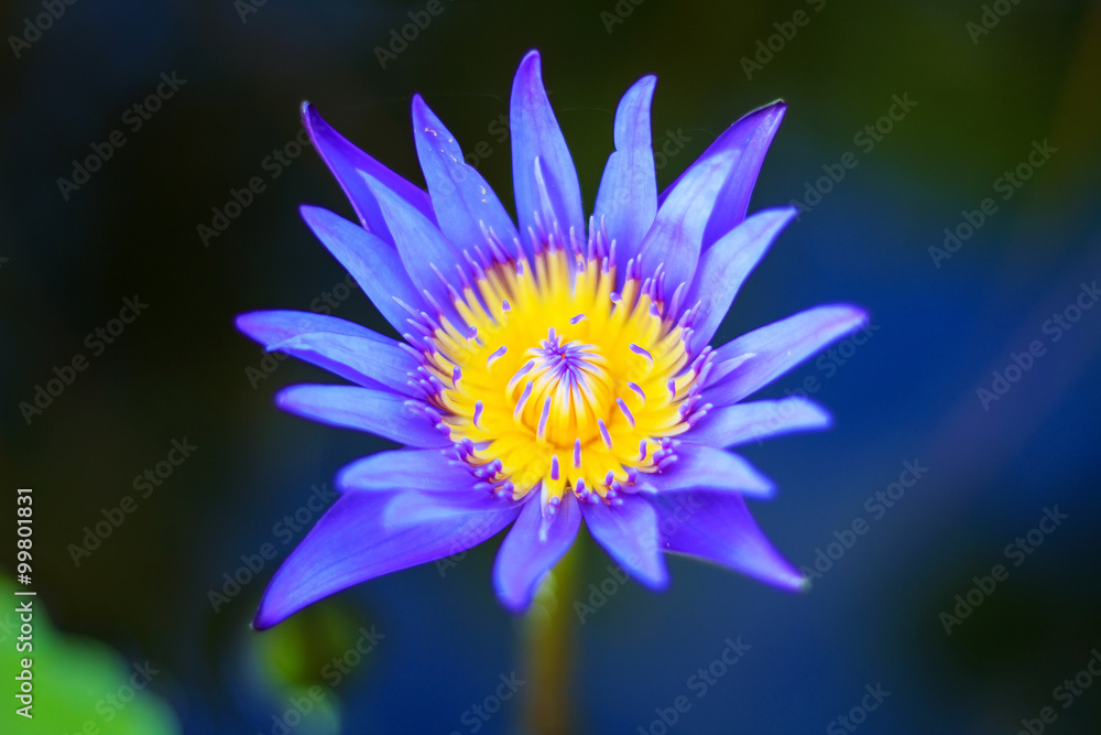 beautiful lotus flower in blooming