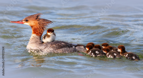 Mother Merganser with Ducklings photo