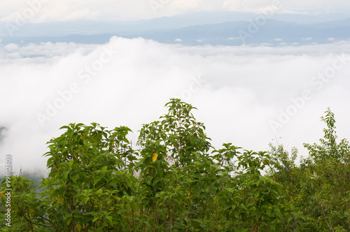 Bilde på lerret Beautiful foggy in Mon Cham (Mon Jam) mountain, Mae Rim, famous