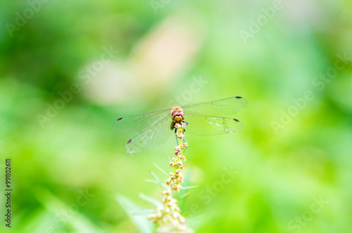 dragonfly