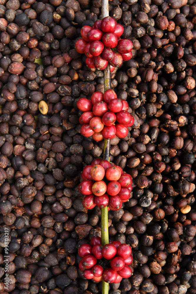Coffee beans ripening on dried berries coffee beans backgourng Coffee beans ripening on dried berries coffee beans backgourng