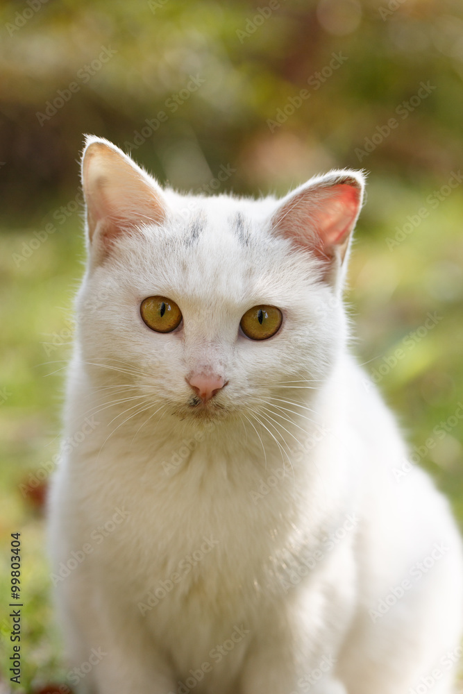 The white cat