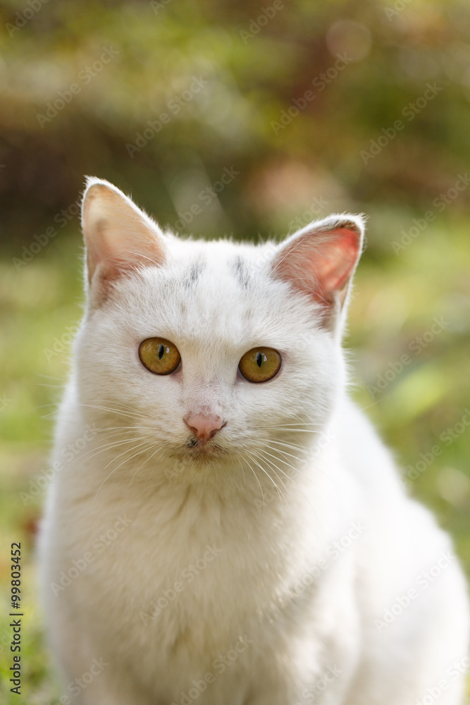 The white cat