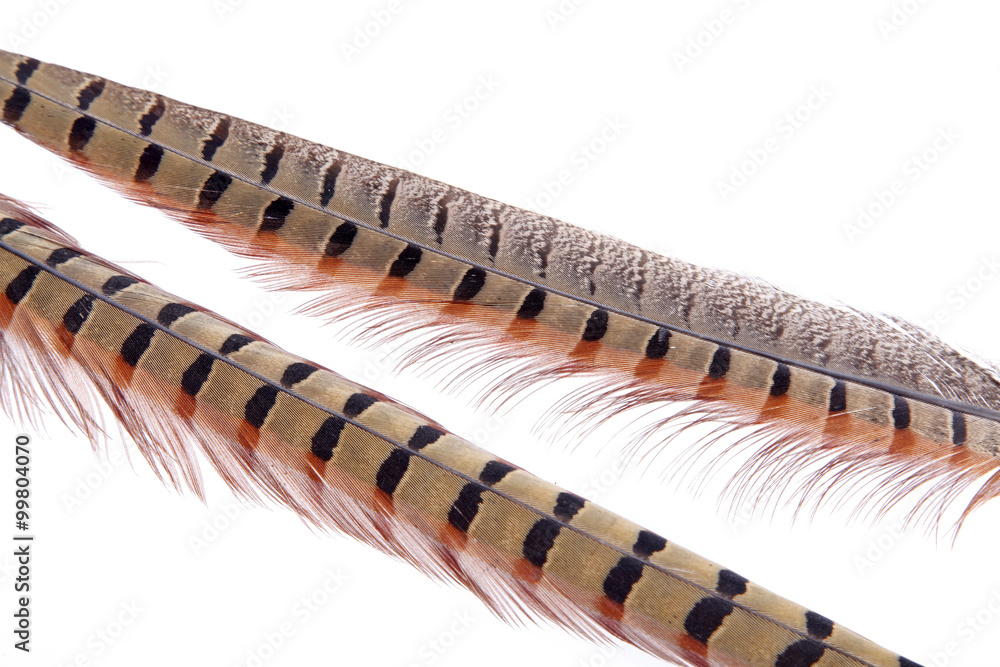 A bird's feathers, color is very beautiful A bird's feathers, color is very beautiful