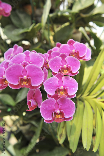 violet Orchid